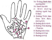 Xem bói chỉ tay: Đường trí tuệ