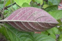 Mắc 5 bệnh sau, dùng lá mơ lông là đỡ ngay