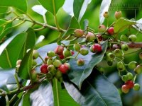 Chữa viêm đại tràng bằng cây vối - lá vối tươi