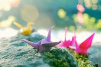 Tử vi thứ Sáu 12 con giáp 8/1/2016