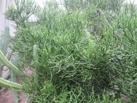 Bật mí bài thuốc xông hơi trị viêm xoang