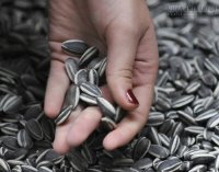 Cách loại bỏ độc tố khi bạn ăn hạt hướng dương dịp Tết