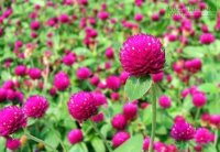 Thực hư cúc bách nhật chữa tiểu đường và bệnh gout