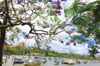 Queensland – vùng đất thơ mộng xứ chuột túi