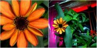 Bông hoa đầu tiên nở ngoài trái đất