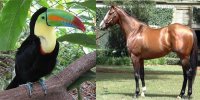 Choáng với thú cưng sang chảnh đắt nhất thế giới của các đại gia