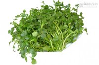 Cỏ quý chống ung thư có ở Việt Nam nhiều người đang bỏ phí