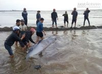 Giải cứu cá voi nặng 3 tấn dạt vào bờ biển