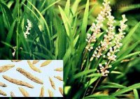 Bài thuốc chữa viêm gan mạn