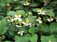 Mẹo chữa khỏi bệnh trĩ nặng bằng 3 loại thảo dược dễ kiếm