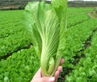Vì sao bạn nên ăn rau cải bẹ thường xuyên vào mùa đông?