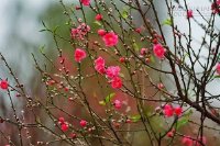 Năm mới nhiều an lành qua 6 điềm báo