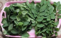 Chữa yếu sinh lý thần kỳ với rau ngót
