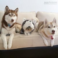 Cuộc sống hạnh phúc của bé mèo cứ nghĩ mình là chó bên gia đình Husky