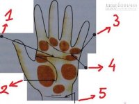 Kiến thức cơ bản trong thuật xem bói tướng tay