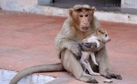 Cảm động chú khỉ cứu mạng chú chó con mồ côi