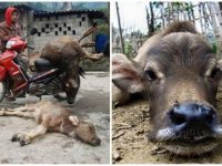 Những hình ảnh này khiến bạn không còn thích thú khi trời lạnh hay mong tuyết rơi trắng xóa