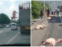 Không muốn bị làm thịt chú heo từ trên xe nhảy xuống và cái kết bi thảm