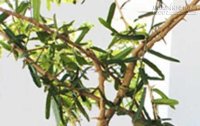Sự thật về cây xáo tam phân có thể chữa được 5 loại bệnh ung thư