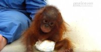 Sự thật nhói lòng sau hình ảnh chú đười ươi thường tự ôm lấy mình