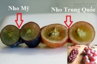 Mẹo phân biệt nho Trung Quốc và nho Mỹ, nho Ninh Thuận