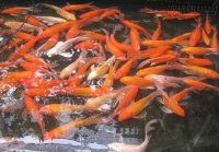 Kinh nghiệm chọn mua cá chép cúng ông Công ông Táo