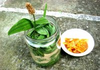 Chỉ cần có hũ si rô này trong nhà, cả đời chẳng bao giờ lo bệnh phổi