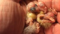 Mang quái vật về nhà nuôi và bất ngờ với hình thù của nó sau nửa năm