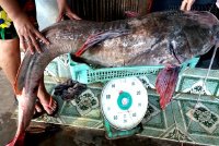Bắt được cá lăng khổng lồ nặng 43kg, dài 1,7m trên sông Sêrêpôk