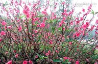 Sưu tầm cây cảnh rước lộc vào nhà Xuân Bính Thân