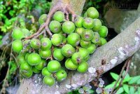 Vị thuốc cổ truyền trị bệnh sỏi mật, không mổ, không tái phát ít người biết đến