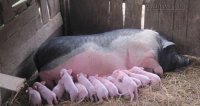 Nguyên nhân không ngờ khiến lợn nái chửa hoang trong trang trại không phối giống