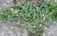 Chữa khỏi bệnh gout nhờ cây mọc hoang dại, chia sẻ bằng sự thật