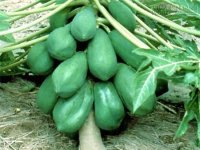 Bài thơ chữa mọi bệnh tật từ cây đu đủ