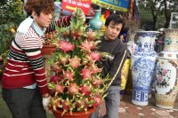 Chậu thanh long phát lộc bán giá 80.000 đồng mỗi quả