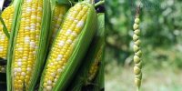 Tổ tiên của các loại rau quả thông dụng ngày nay trông như thế nào?