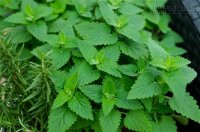 Phòng virus Zika, hãy trồng cây có tác dụng đuổi muỗi!