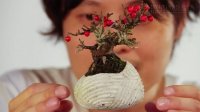 Lạ mắt với mẫu cây bonsai bay lơ lửng trên không trung