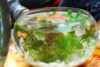 Độc chiêu cực hay trong phong thủy tăng tài lộc cho 12 con giáp