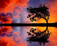 Trắc nghiệm tính cách dựa trên hình ảnh cây