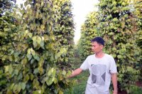 Khóc ròng vì hàng trăm trụ tiêu bị xóa sổ