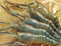Giữ sức xuân nhờ... tôm