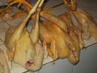 Gà nhuộm hóa chất quá độc gây hại sức khỏe
