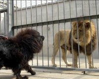 Bài học đắt giá nhất từ câu chuyện chó Ngao Tây Tạng thách đấu với chó già trụi lông