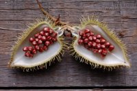 Cách chữa tóc bạc sớm bằng những nguyên liệu đơn giản quen thuộc