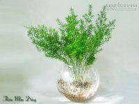 Bài thuốc trời, đất và người dành cho Xuân