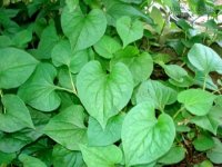 Những bài thuốc chữa bệnh thường gặp từ rau diếp cá ai cũng cần