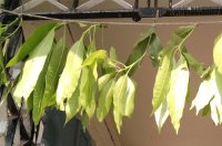 Mỗi ngày chỉ cần 5 lá xoài non, cả nhà không cần phải sợ bệnh tiểu đường nữa