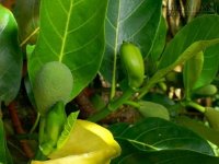 Các bài thuốc chữa bệnh cực hay từ cây mít vườn quý hơn vàng