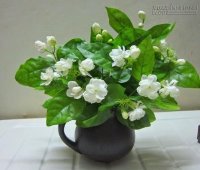 Có 6 loại cây này thì trằm trọc mất ngủ cả đêm cũng ngáy khò khò